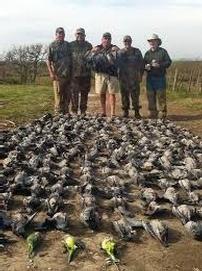 Dove Hunt Lodging for Five Hunters 202//271